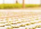 Les dangers du gaz dans l'industrie du cannabis Featured Image