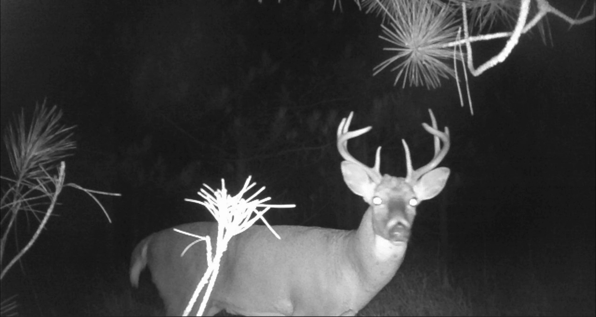 in black and white, a buck is captured by a motion camera staring directly at it with glowing eyes