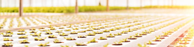 Gefahren durch Gase in der Cannabisbranche Featured Image